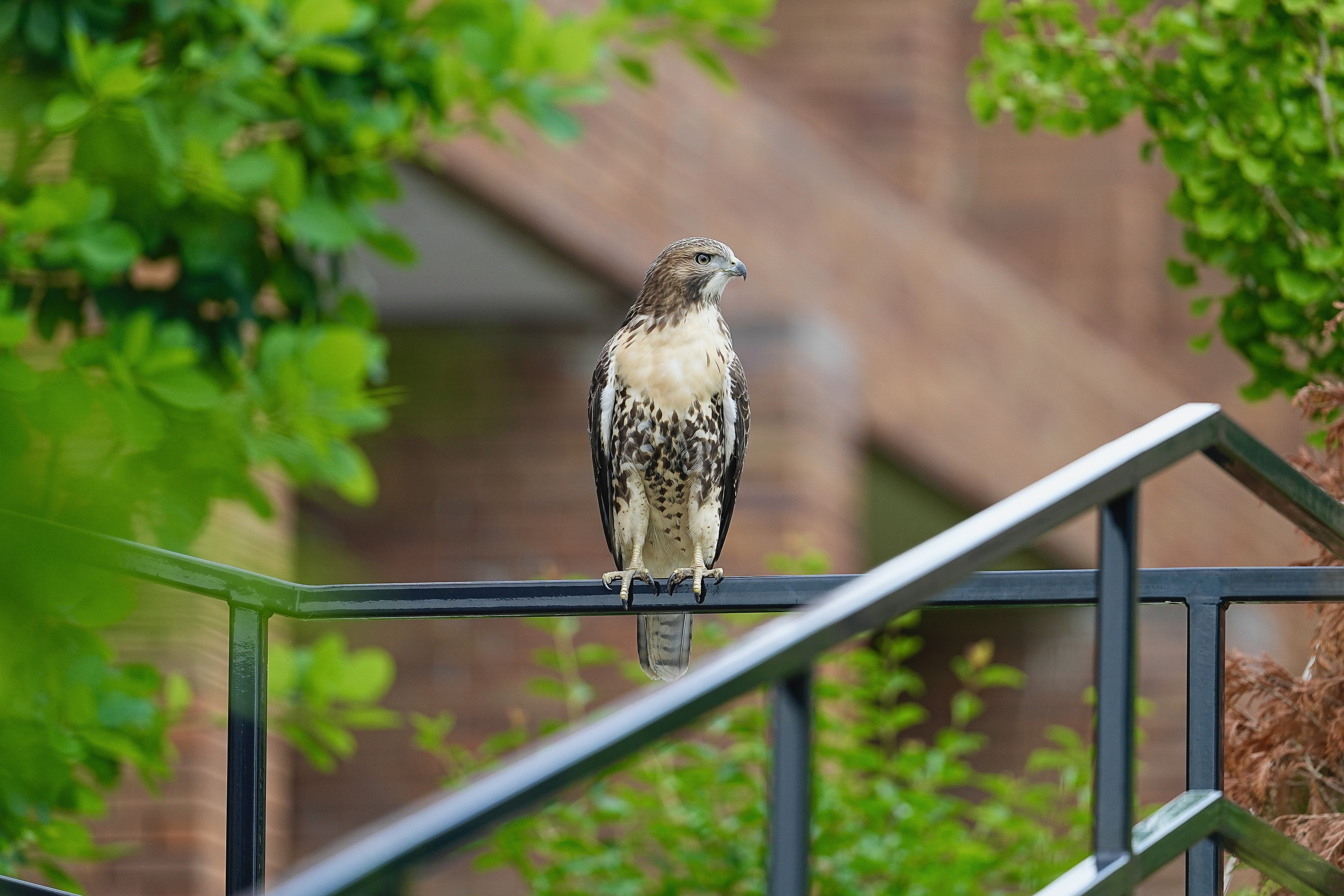 Red-tailed Hawks O1 and O2